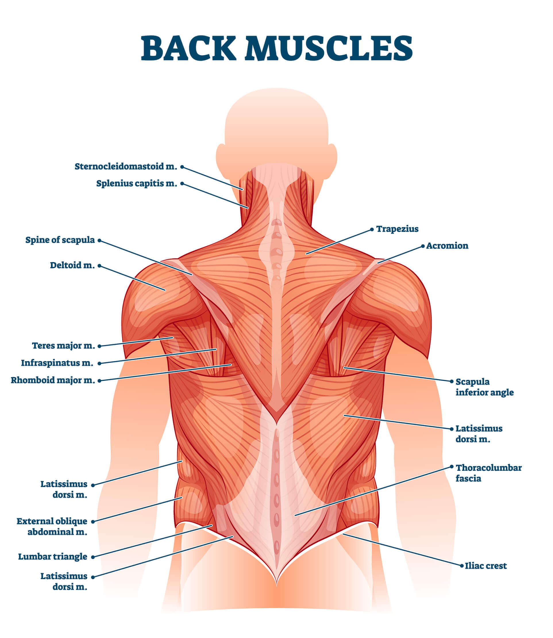 Les muscles du dos - fiche santé du décathlon