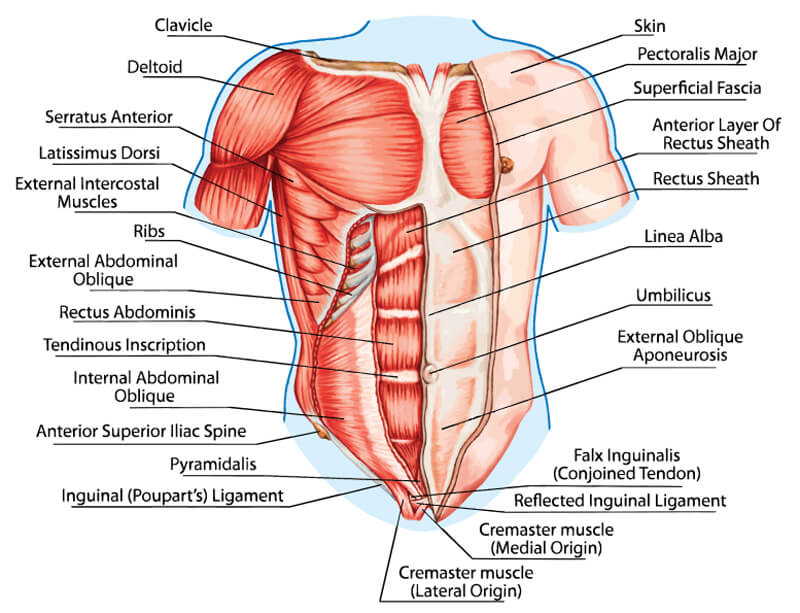 Anatomie des Abdos : Ventre Plat & Tonic 🥇