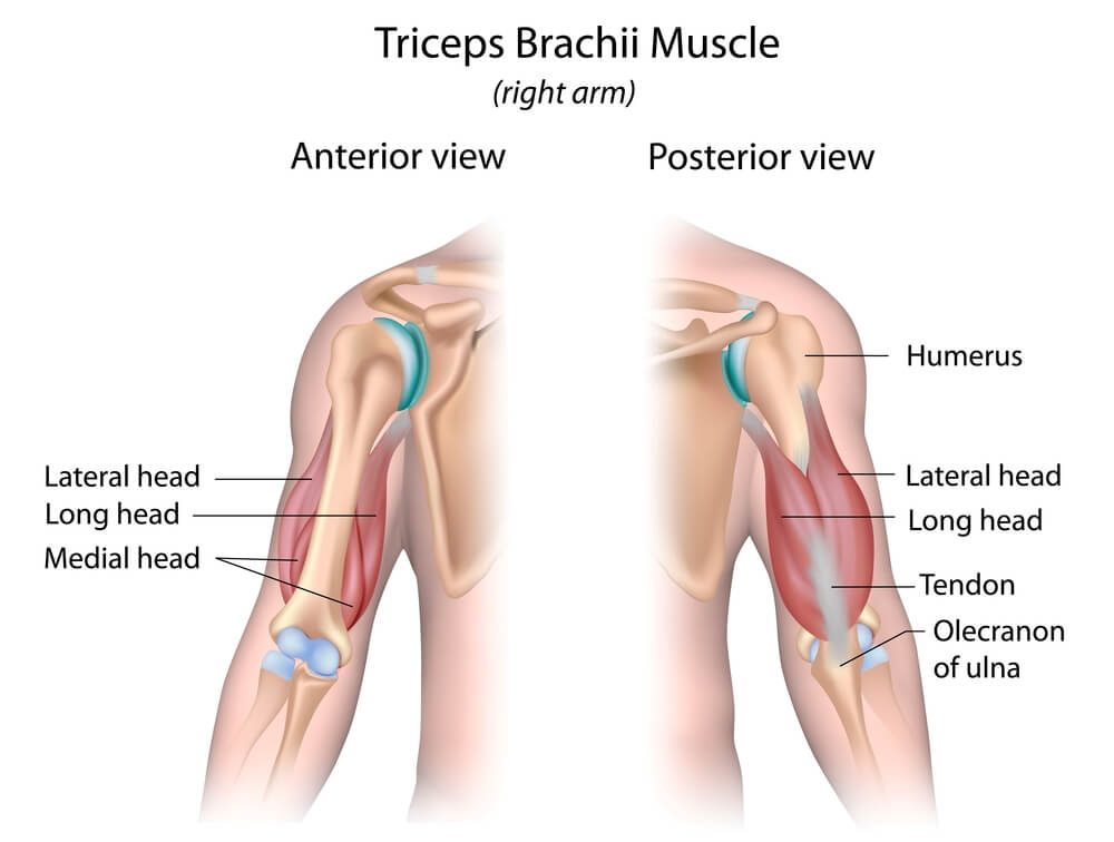 Muscle triceps (bras) : définition, schéma